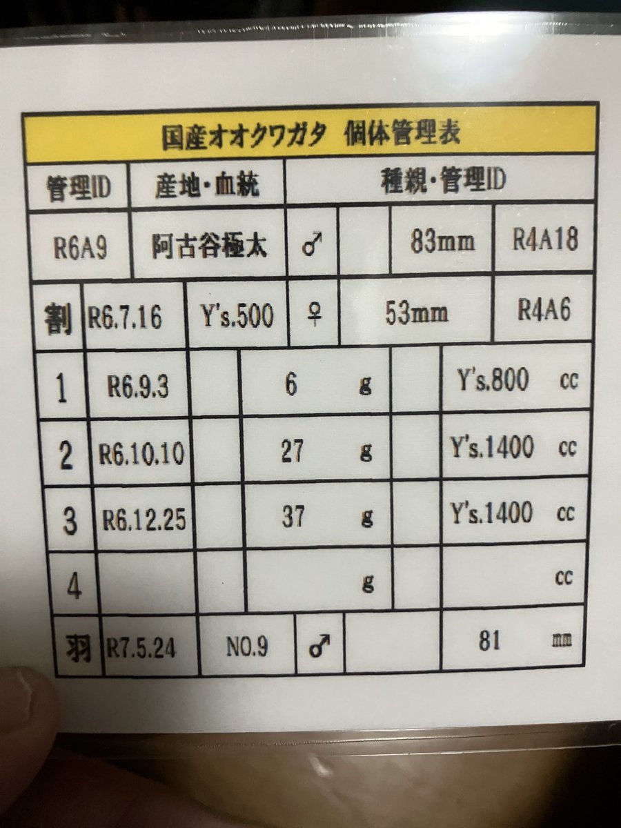 Keihin Dorcus Laboratory tweet media