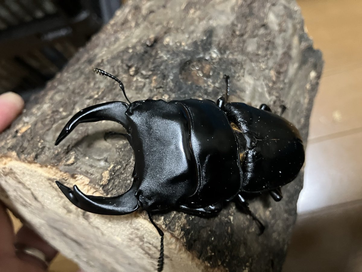 Keihin Dorcus Laboratory tweet media