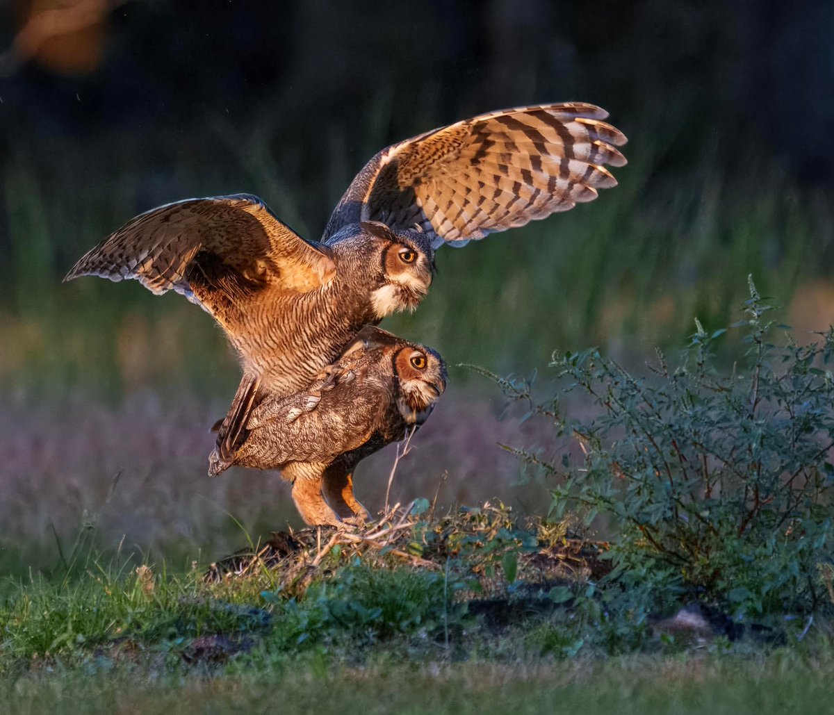 FLSpacePort's tweet image. Hoot &amp;amp; Hooter Trying to Create Baby Hooters😜 
#SpingIsinTheAir

Holding my Breath😁😄

Still looking for that Multimillionaire-Billionaire
Who Needs A Smart-High IQ #CommonSense Woman
As a Best Friend who Can Protect Your Assets
&amp;amp; Render Medical 1st. Aid 😉 
D@mn Good Shot Too🎖