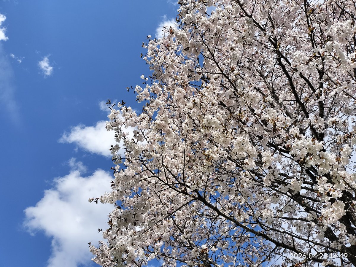 FeltworkZEBRA's tweet photo. 桜さいた https://t.co/Rwhrd6j6tu