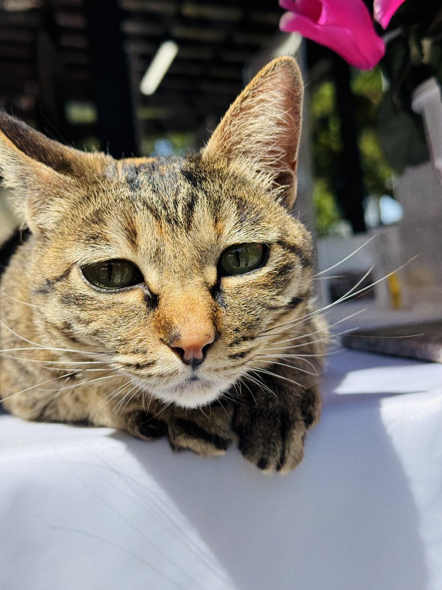4月も今日で終わり。
いい表情で締めくくり。
今月もおつかれさまでした。

#猫 #4月最終日 #みーちゃん #藤基神社 #神社猫