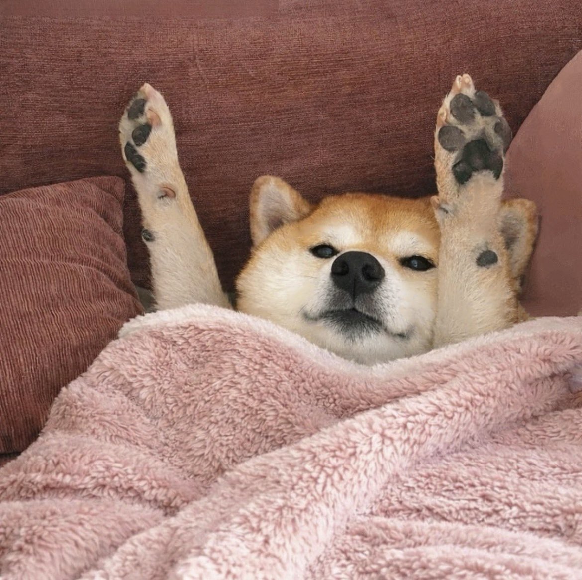 柴犬·͜·♡もも tweet media