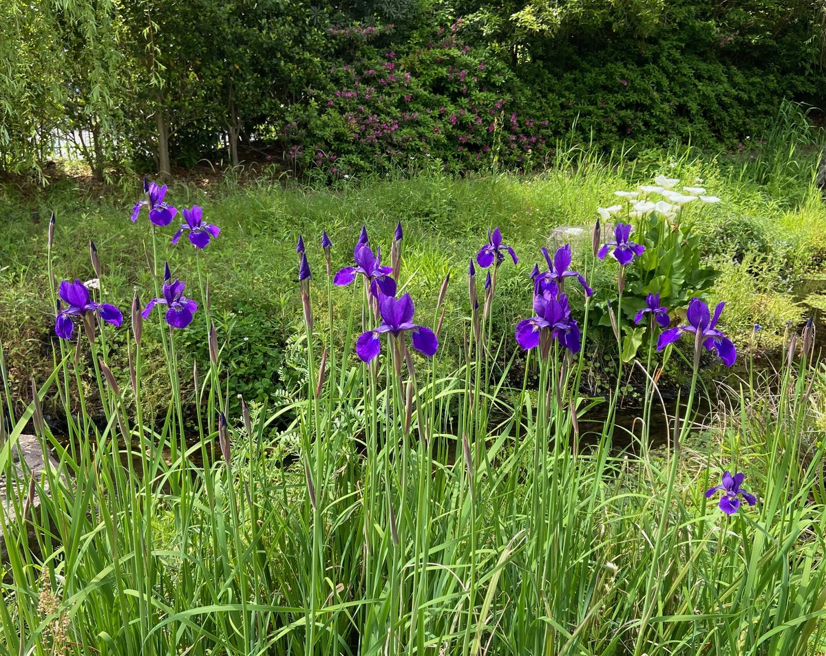 北方碧 tweet media