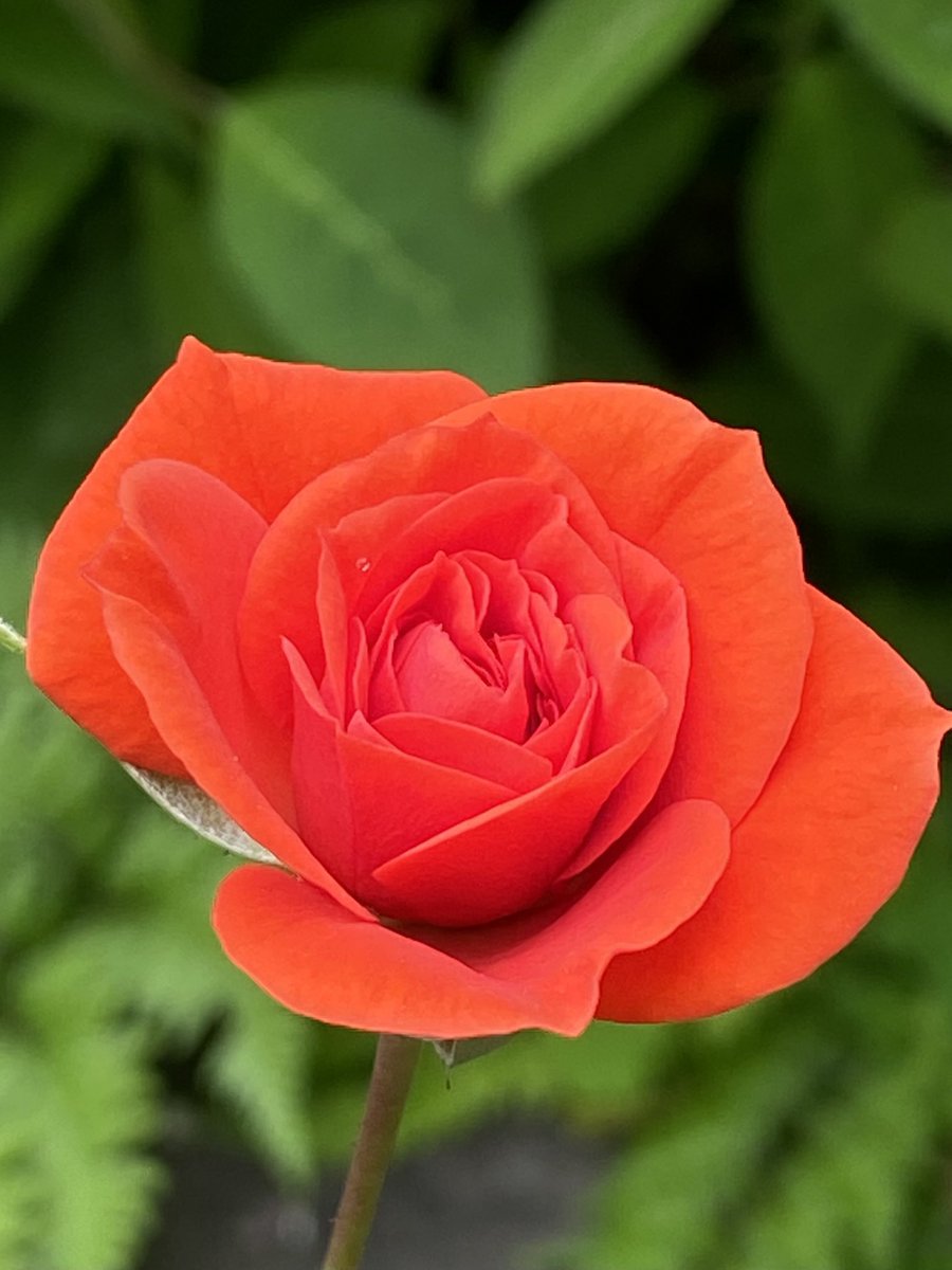 ザ・薔薇🌹なこの子が今年のバラ一番乗り✨
#ミニバラ
#アブソリュートヒット