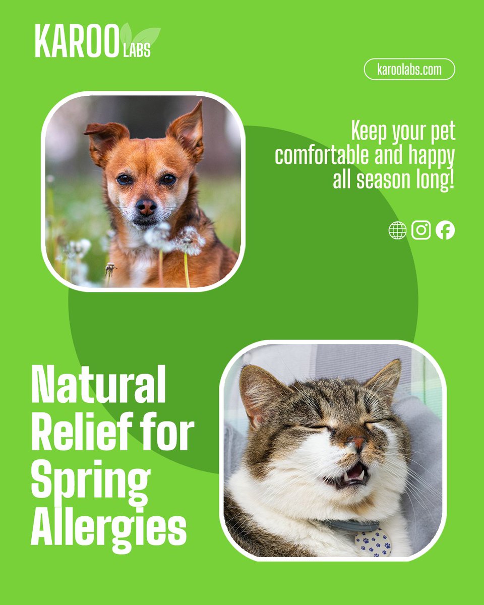KarooLabs's tweet photo. Spring brings sunshine and flowers, but also seasonal allergies for pets. 

Watch for scratching, itching, or watery eyes, and help your pet feel better naturally with our Allergy Blend. 

https://t.co/Om8WRrKoIh

#SeasonalAllergies #AllergySeason #AllergyBlend #KarooLabs https://t.co/79iVnpFcOh