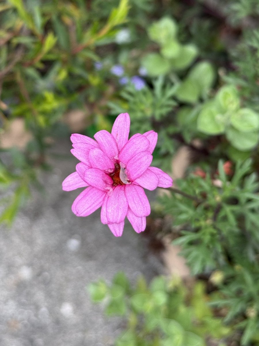 CobblerAsakusa's tweet image. 工房のお花ちゃん。
おはようございます😃

#花
#flowers 
#朝
#morning
#浅草コブラー
#asakusacobbler