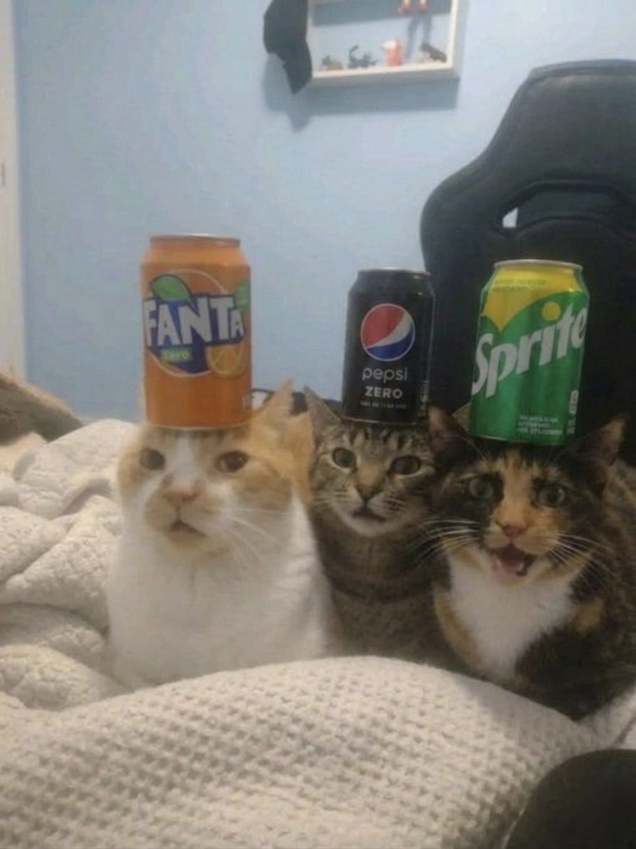 cat memes tweet media