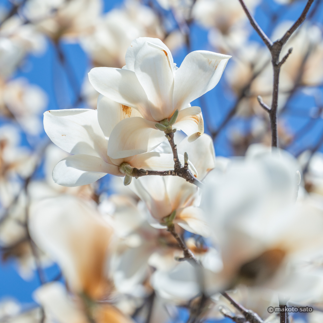 makotosatojp's tweet image. 白木蓮
#photo #photography #ファインダー越しの私の世界 #写真好きな人と繋がりたい #木蓮