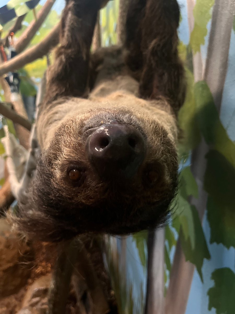 BirminghamZoo's tweet image. Coconut wants to know why you haven’t stopped by to say hello yet. 👀💚 If you haven’t seen her don’t worry, she’s not going anywhere fast! 🦥 #newarrival #sloth #zoo #twotoedsloth

📸 - Piper B, Predators