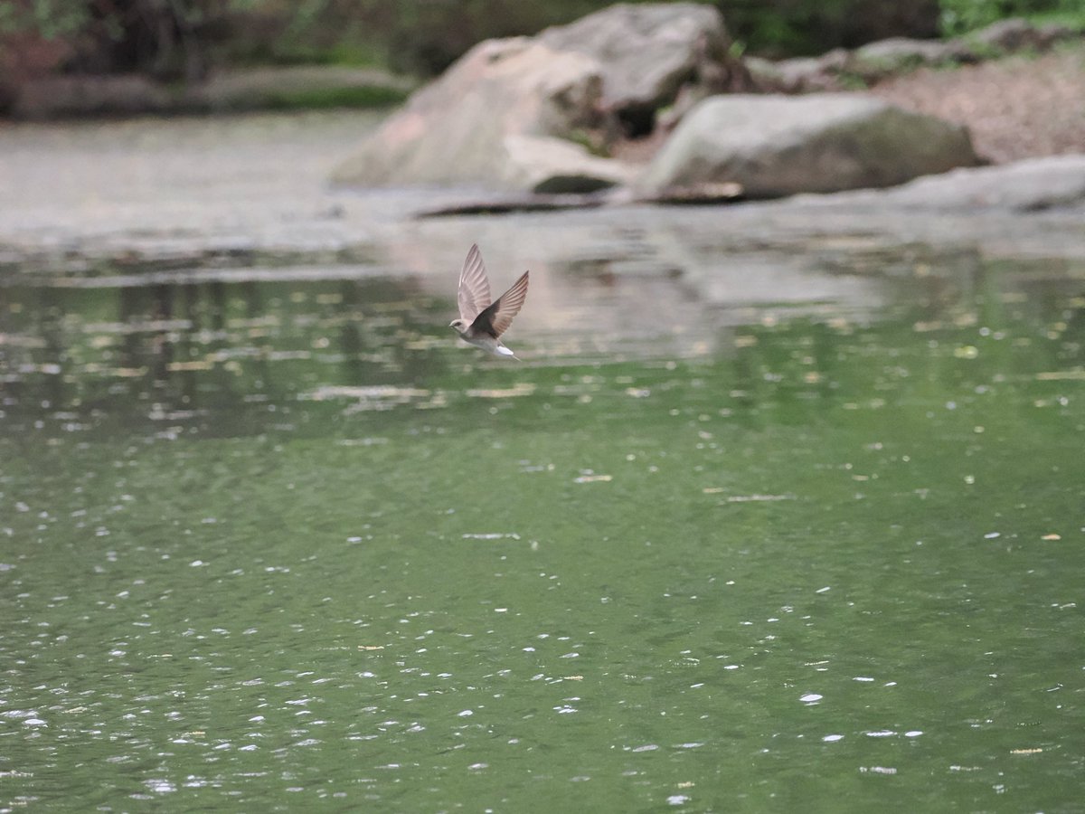 RichieVitale's tweet image. A Mallard displaying its plumage at the Meer, a perfectly camouflaged Northern Waterthrush hanging out on the west side of the Central Park Pool along with a couple of Northern Rough-winged Swallows!

#birdcpp #birding #birdwatching #CentralParkNYC