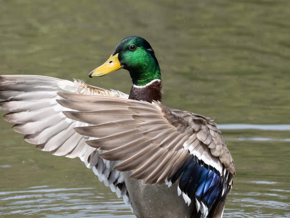 RichieVitale's tweet image. A Mallard displaying its plumage at the Meer, a perfectly camouflaged Northern Waterthrush hanging out on the west side of the Central Park Pool along with a couple of Northern Rough-winged Swallows!

#birdcpp #birding #birdwatching #CentralParkNYC