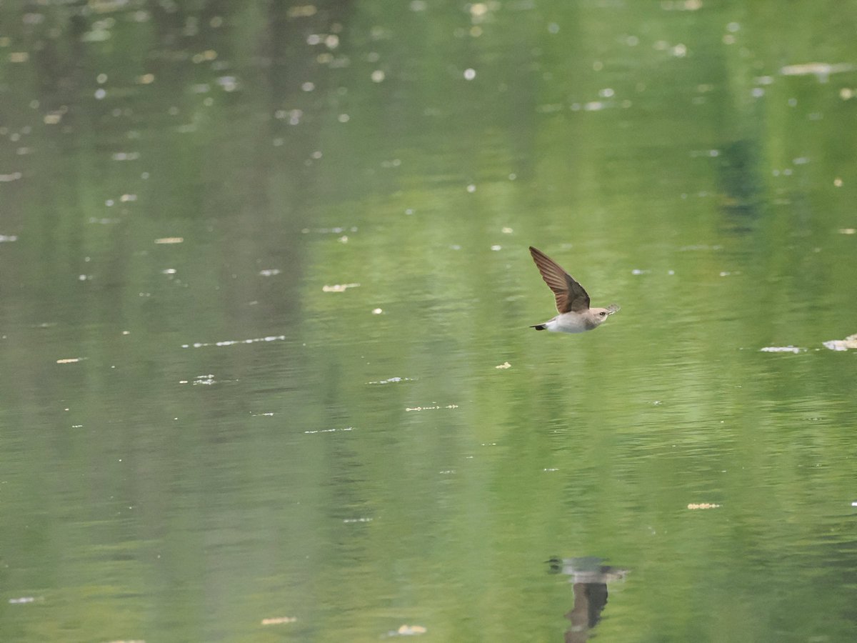 RichieVitale's tweet image. A Mallard displaying its plumage at the Meer, a perfectly camouflaged Northern Waterthrush hanging out on the west side of the Central Park Pool along with a couple of Northern Rough-winged Swallows!

#birdcpp #birding #birdwatching #CentralParkNYC