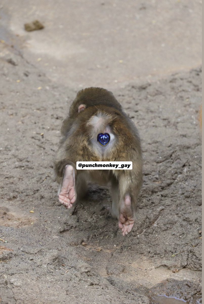 Out of Context Punch Monkey (@PunchMonkey_gay) / Posts / X