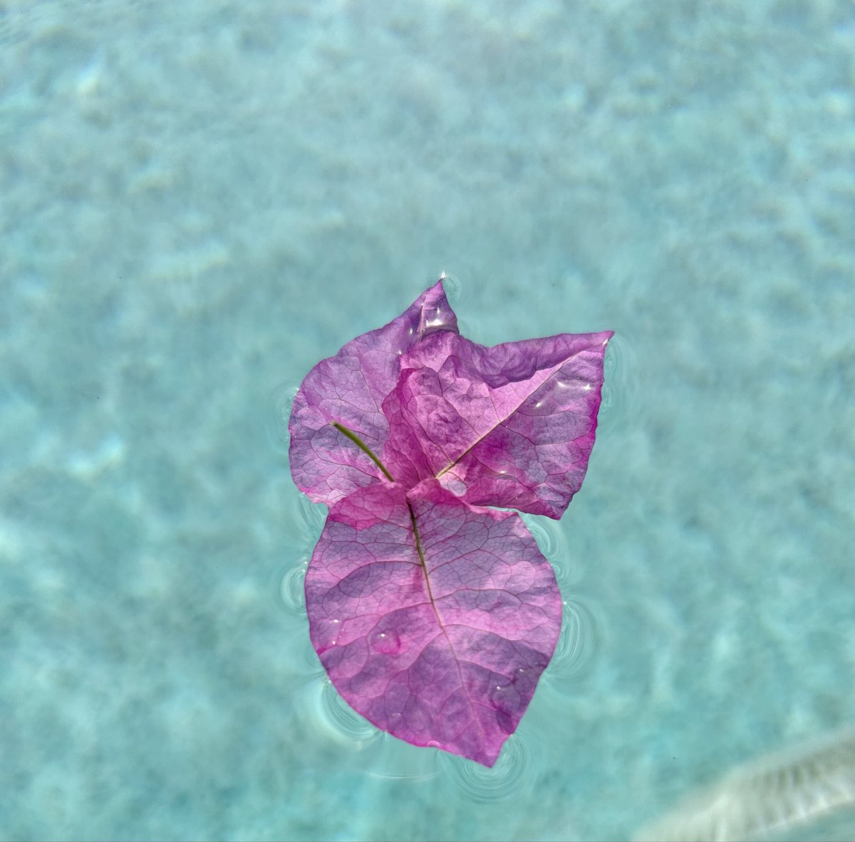 Ericwaynecomedy's tweet image. Hot tub life 4 ME! #pool #jacuzzi #hottub #summer #flowers