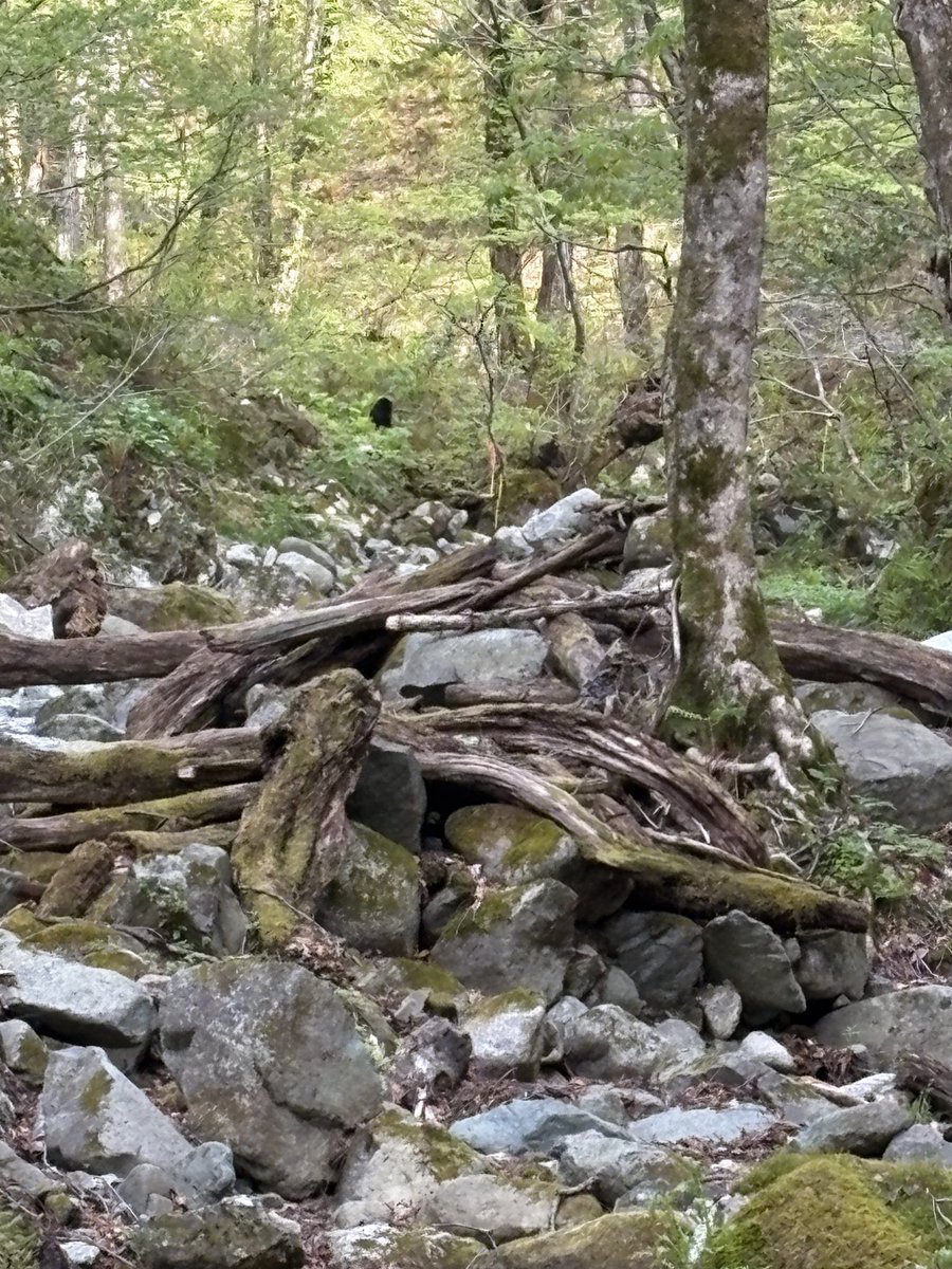 よってに@ tweet media