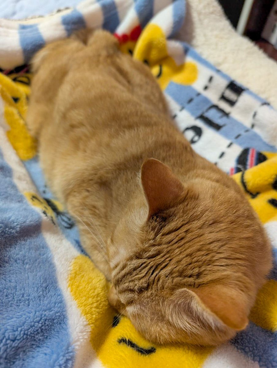 ぷりんちゃん𝕏 tweet media