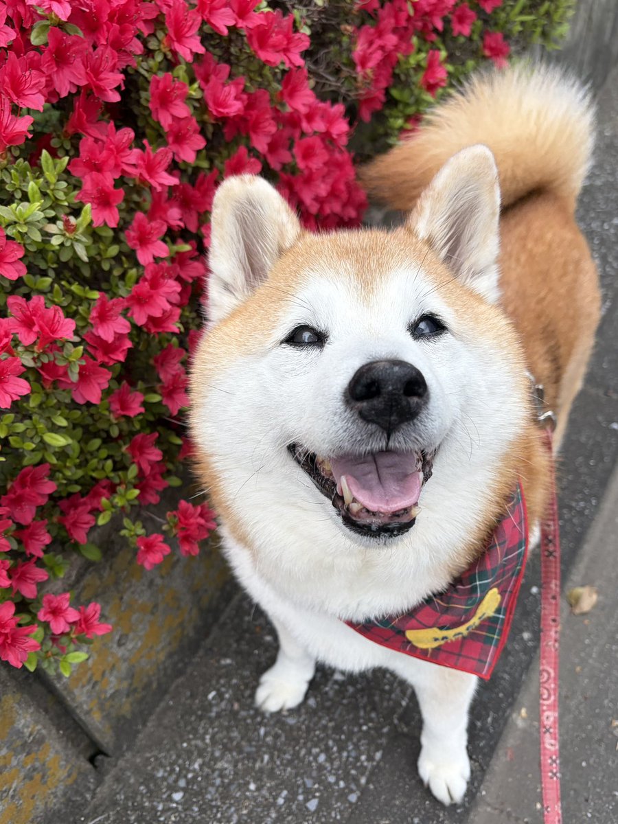 祥&柴犬のまるちゃん tweet media