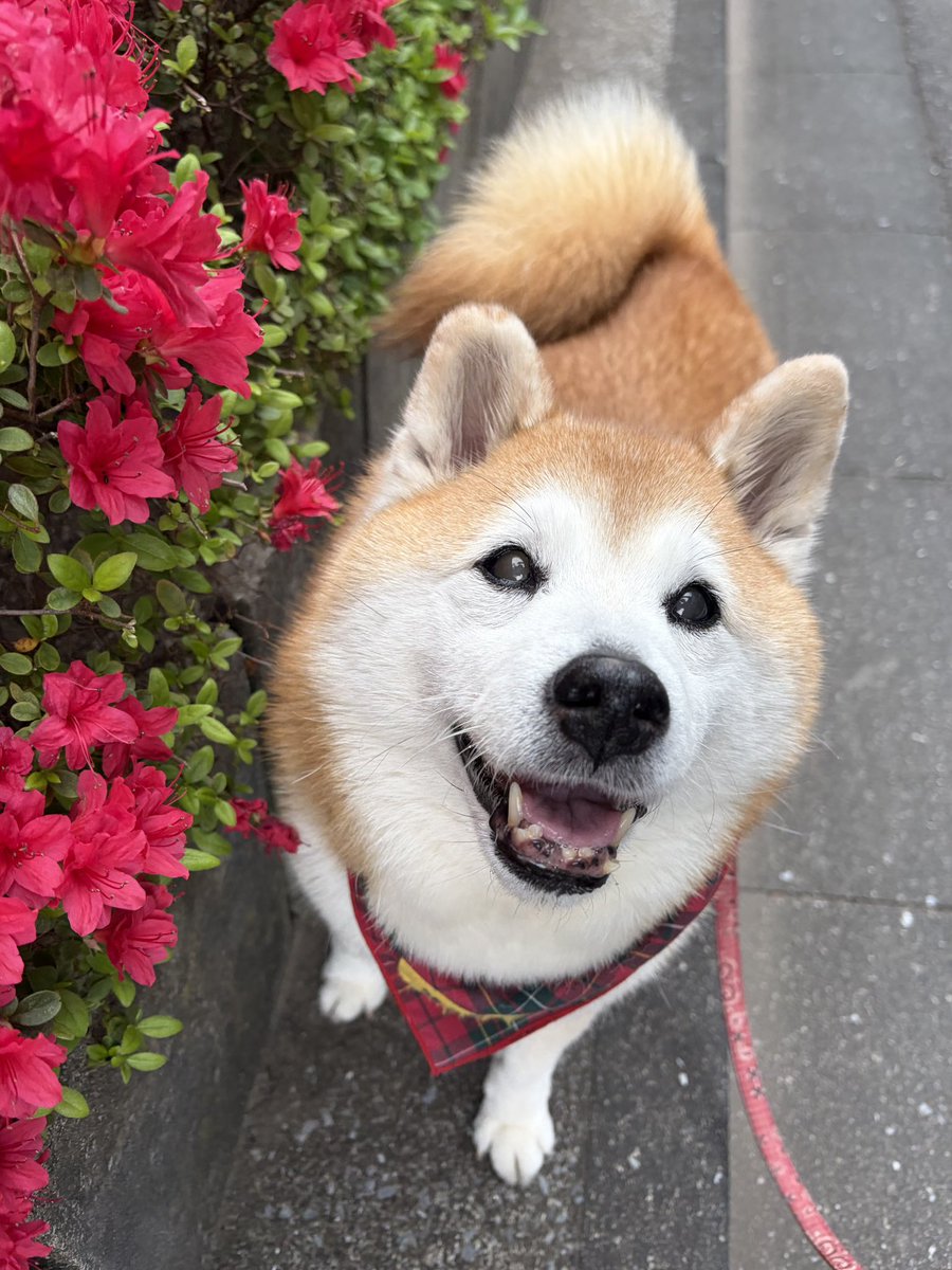祥&柴犬のまるちゃん tweet media