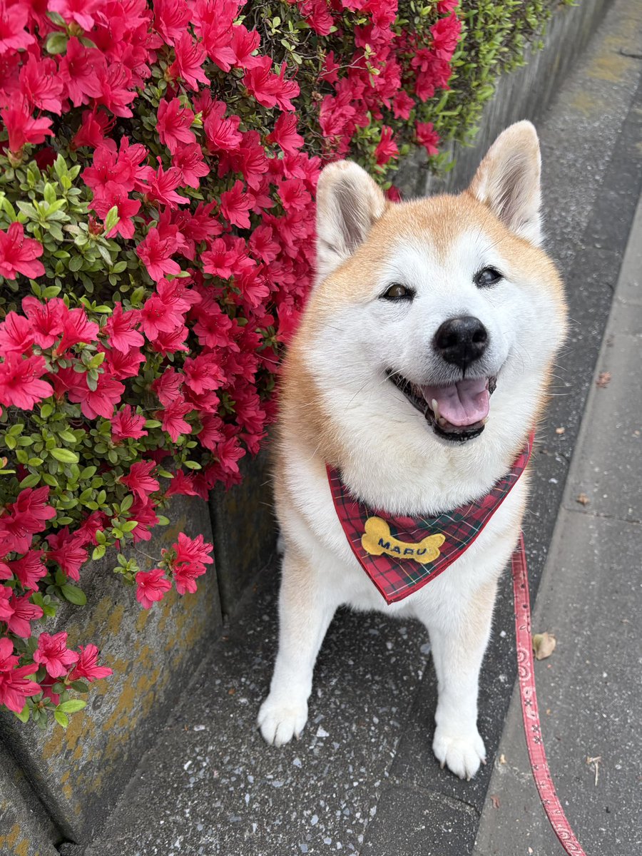 祥&柴犬のまるちゃん tweet media