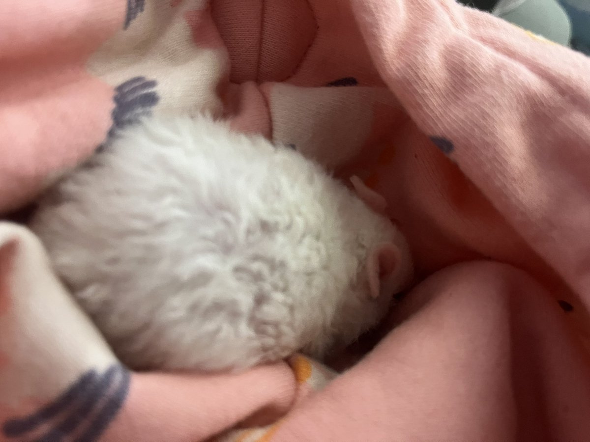 eddiebirdballs's tweet image. Big news #rat I got #rats I love you #rats