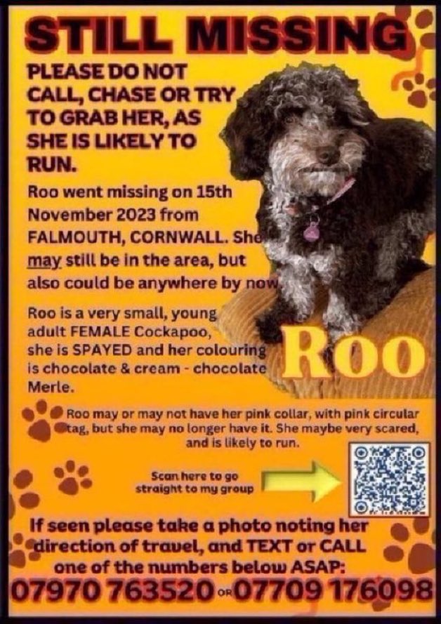 LisaClareRead2's tweet image. Please RT #spanielhour
Where is Roo, have you seen her?
Missing since 15th November 2023 from Falmouth, #CORNWALL 
#Cockapoo 

doglost.co.uk/dog/188528
