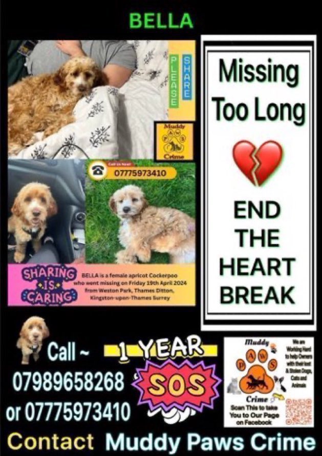 LisaClareRead2's tweet photo. Have you seen Bella?
She went missing over a year ago from Weston Park, Thames Ditton, #Surrey #KT7 on 19th April 2024. ๐๐ข
She is a nervous dog so please report sightings only.
Female Apricot #cockerpoo
Please help get her home ๐๐ค๐
#SouthEast #stolendoghour
#SpanielHour https://t.co/yEoLPQUe4C