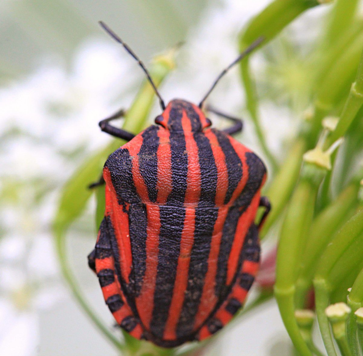 crochet hashira🧶 tweet media