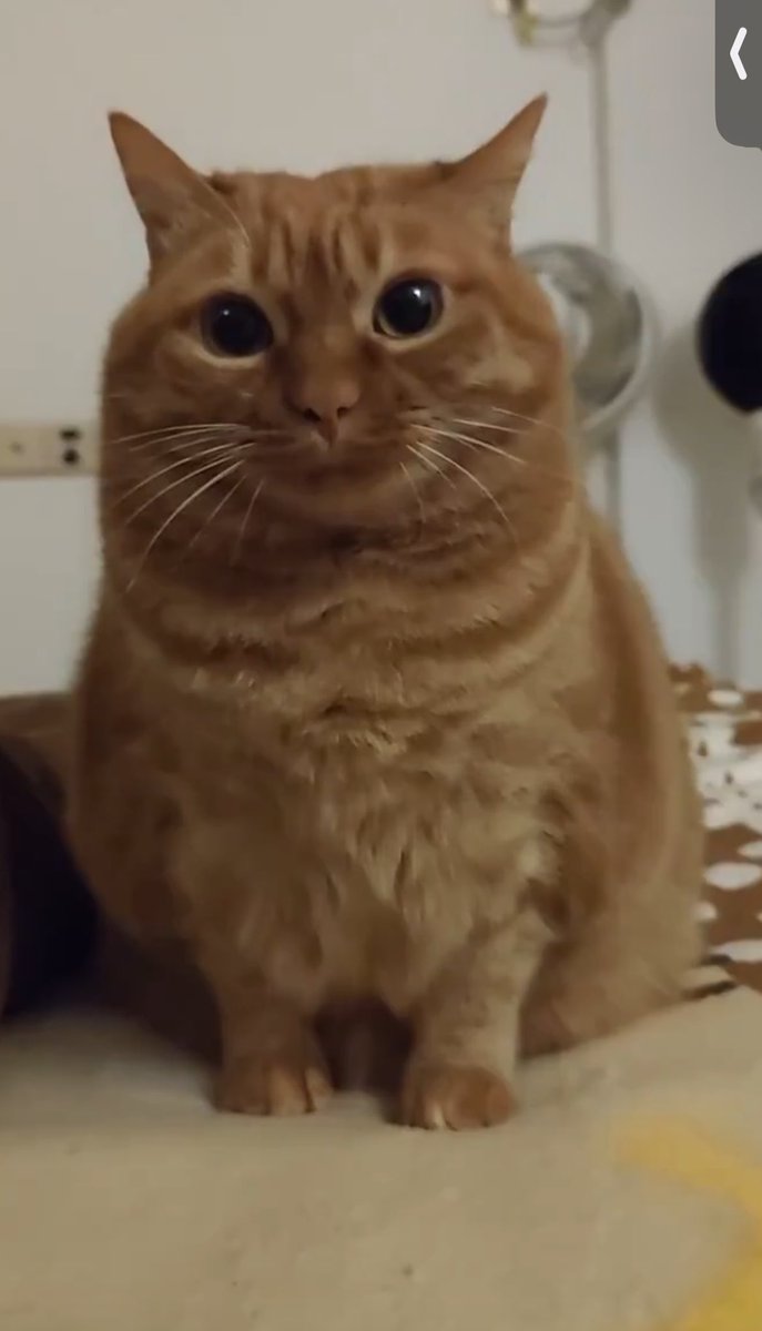 3dn4 Bundy tweet media