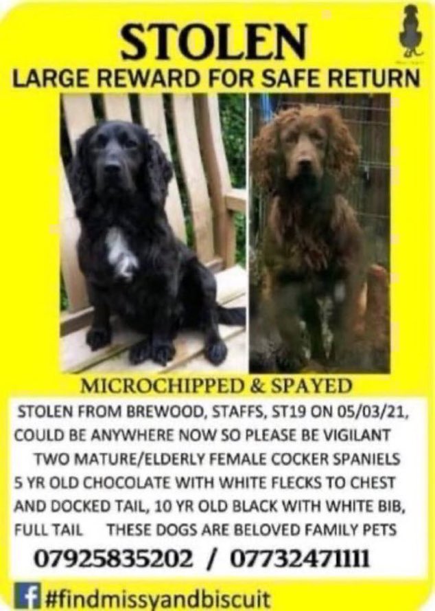 LisaClareRead2's tweet photo. Please RT #spanielhour and help get Missy and Biscuit home where they belong 🙏 Cruelly stolen from their garden 5th March 2021 #TinkersLane #Brewood #Staffs #ST19 #findmissyandbiscuit
Any information on their whereabouts would be so helpful. Thank you 🙏💕🐶🐾 #Stolendoghour https://t.co/z6VRKSgh2O