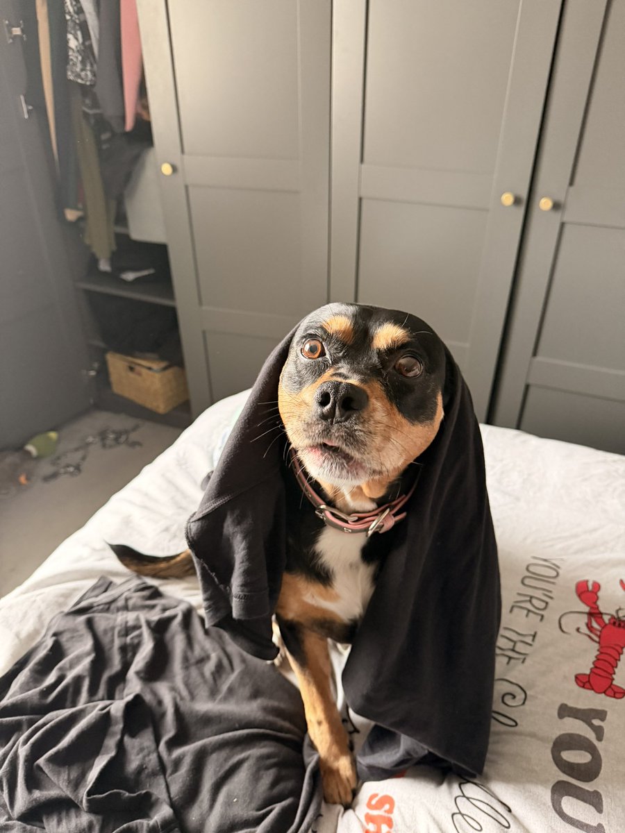 1T_1986's tweet image. 10 years ago today this majestic creature was born.
Here she is this morning with a tshirt stuck on her head.
#DogsOnTwitter 
#Dog 
#Ripley