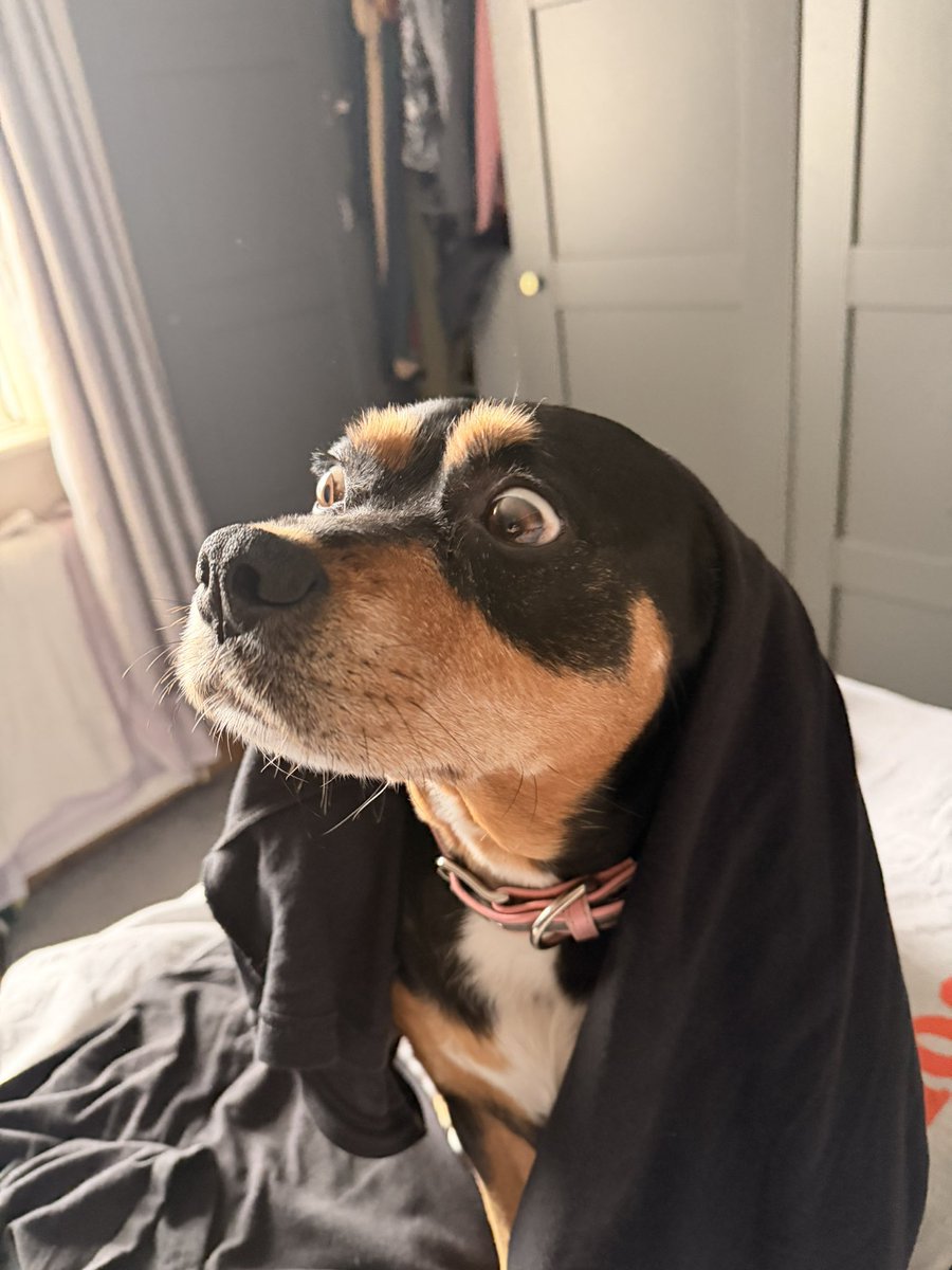 1T_1986's tweet image. 10 years ago today this majestic creature was born.
Here she is this morning with a tshirt stuck on her head.
#DogsOnTwitter 
#Dog 
#Ripley