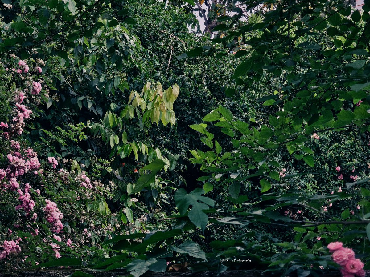 SachinAcharya's tweet image. There is something infinitely healing in the repeated refrains of nature - the assurance that dawn comes after night, and spring after winter. 
- Rachel Carson 

#photography #Nature #StormHour #ThePhotoHour #EarthCurated