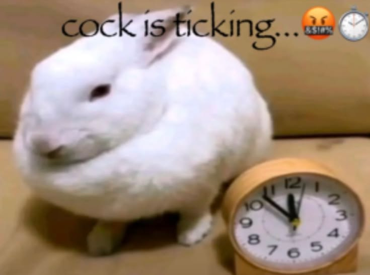 🐺✦ Thistle, Rufo's wife tweet media