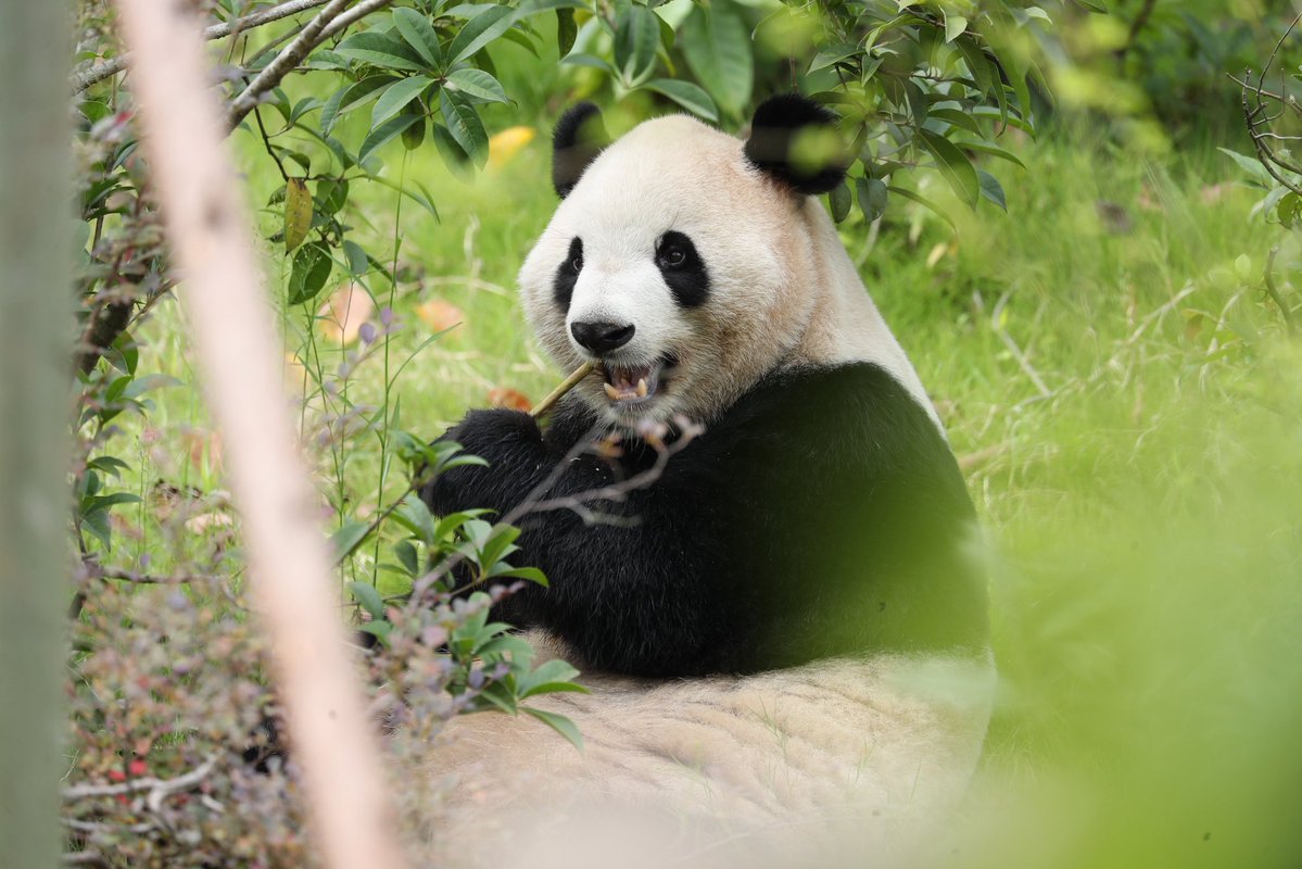 pandas_fr's tweet image. 🐼🐼 🔜 🇺🇸 @ZooATL : Généalogie et photos de #PingPing et #FuShuang, les futurs pensionnaires du zoo d'Atlanta, à retrouver dans mon article ⤵️⤵️

panda.fr/genealogie-et-…

Arbres généalogiques ©️ Jérôme POUILLE
Photos ©️ Base de #Chengdu via #ZooAtlanta