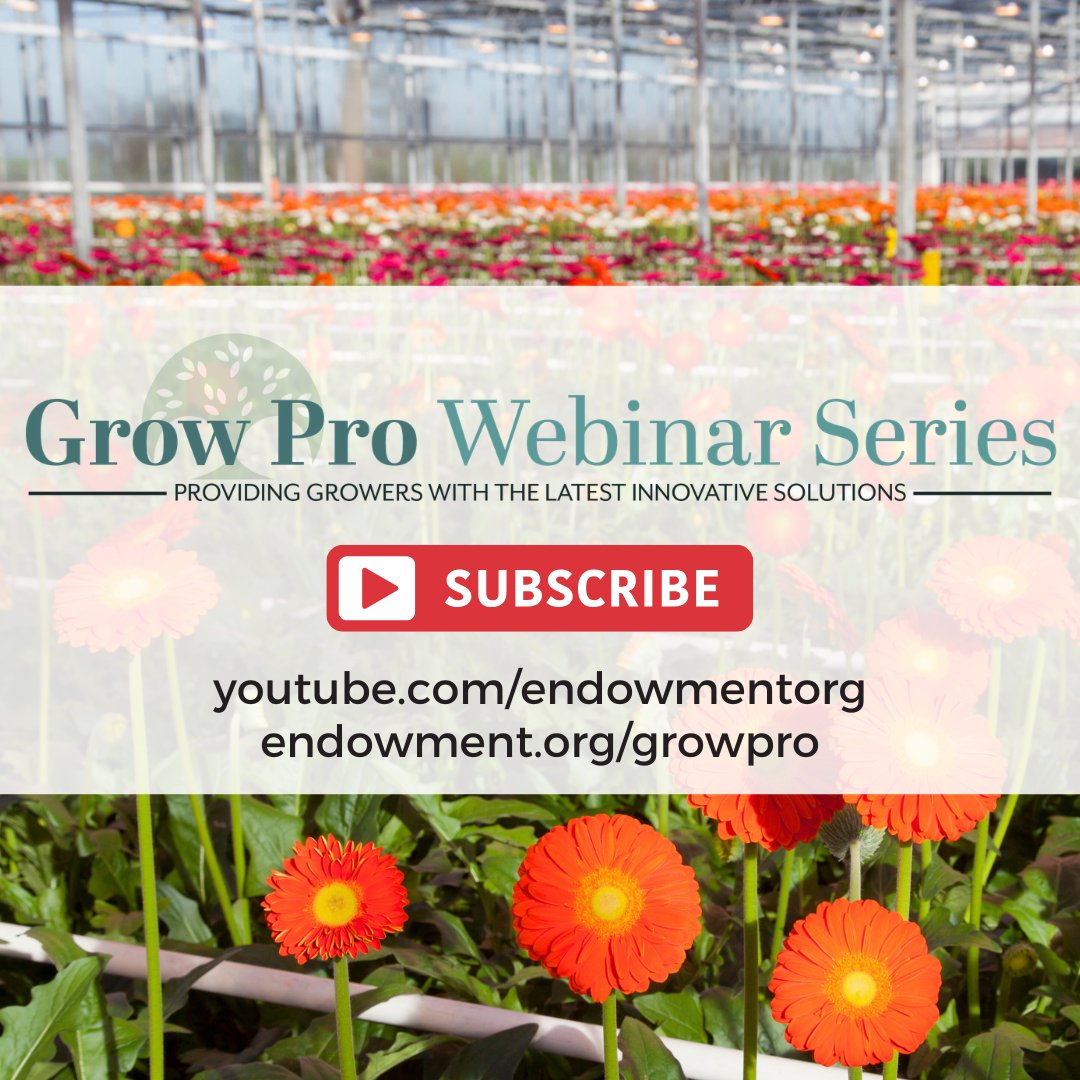 FloralEndowment's tweet image. Missed our recent Grow Pro Webinars? Don’t worry! All webinars are available on our YouTube!

Watch past webinars and register for upcoming sessions: endowment.org/growpro. Make sure to subscribe to our YouTube!

#growers #flowers #floriculture #growerresources #flowergrower