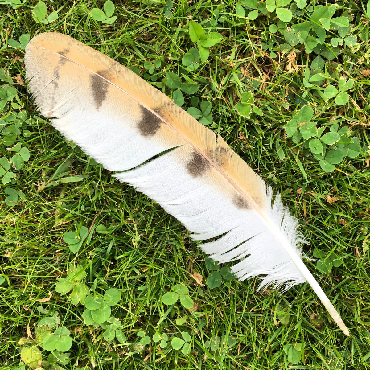 NickPPublishing's tweet image. “If you’re going to be hard on yourself, use a feather.” 

#AmWriting 🪶
