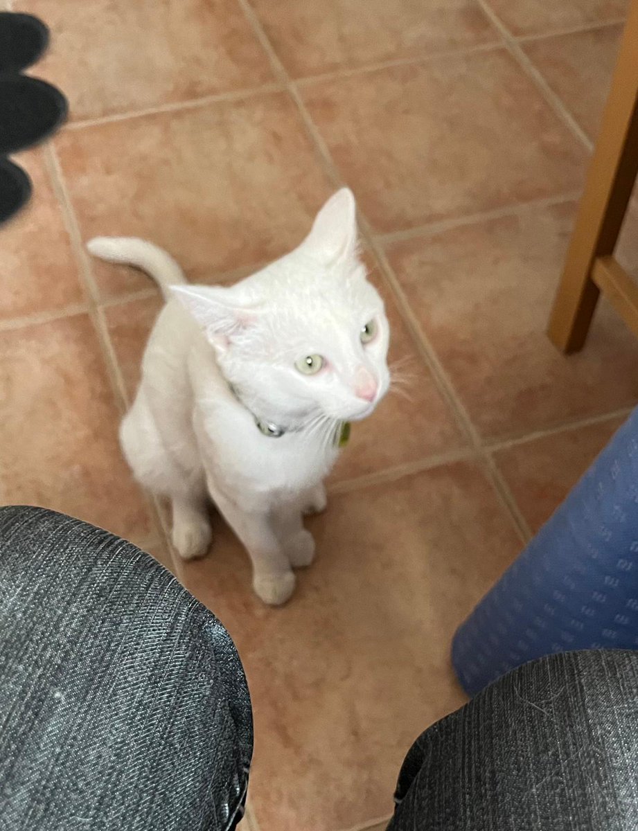 Nei Nei 🐱 De la colonia tweet media