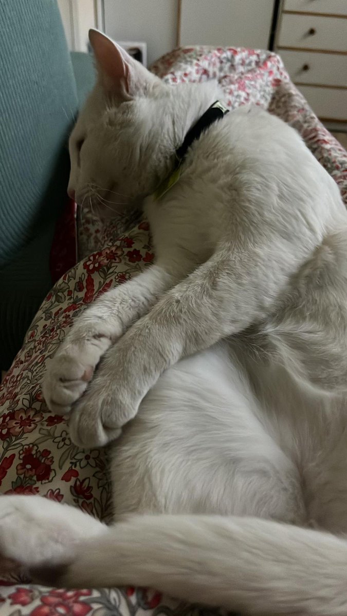 Nei Nei 🐱 De la colonia tweet media