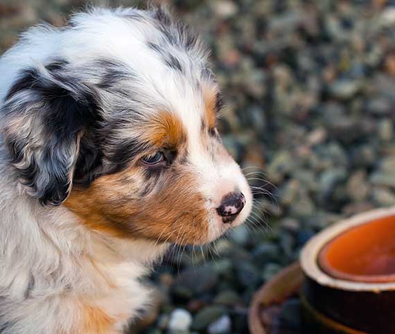 AussieShepLover's tweet image. How To Create A Puppy Feeding Schedule 🐾💖🥩
australian-shepherd-lovers.com/puppy-feeding-…

🔶 Aussie Owner? Get our Official Guide to Aussie Training &amp;amp; Care here...
australian-shepherd-lovers.com/asl-ebook-fb

#australianshepherd #aussie #puppyfood #dogfood #aussielovers