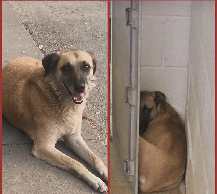 güliz gündüz🐾🌱 tweet media