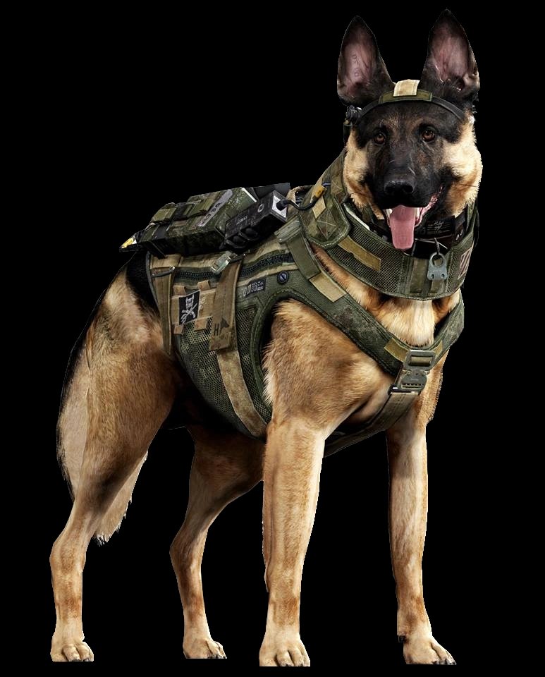 Ghost_riley84's tweet photo. @PARODYSD_N Here ya go lad, his name is Riley. https://t.co/epETTYzs8c