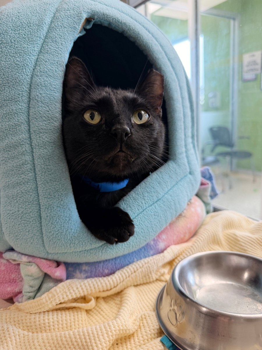 SA Humane Society tweet media