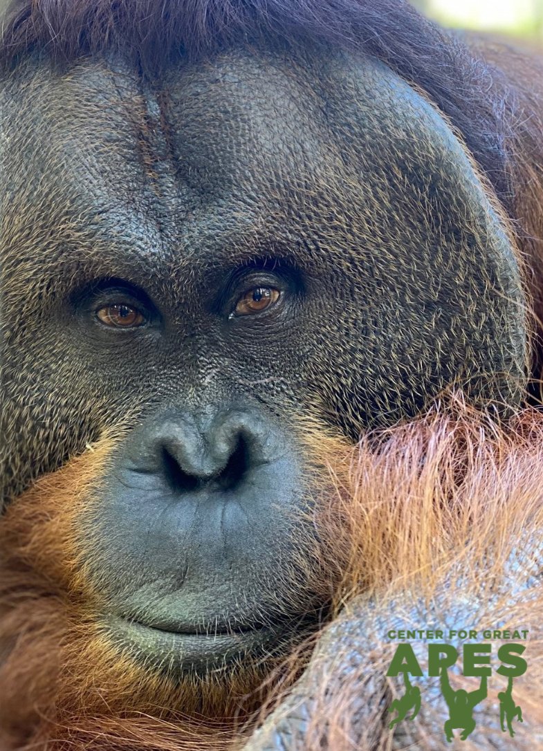 CenterForGreatApes tweet media