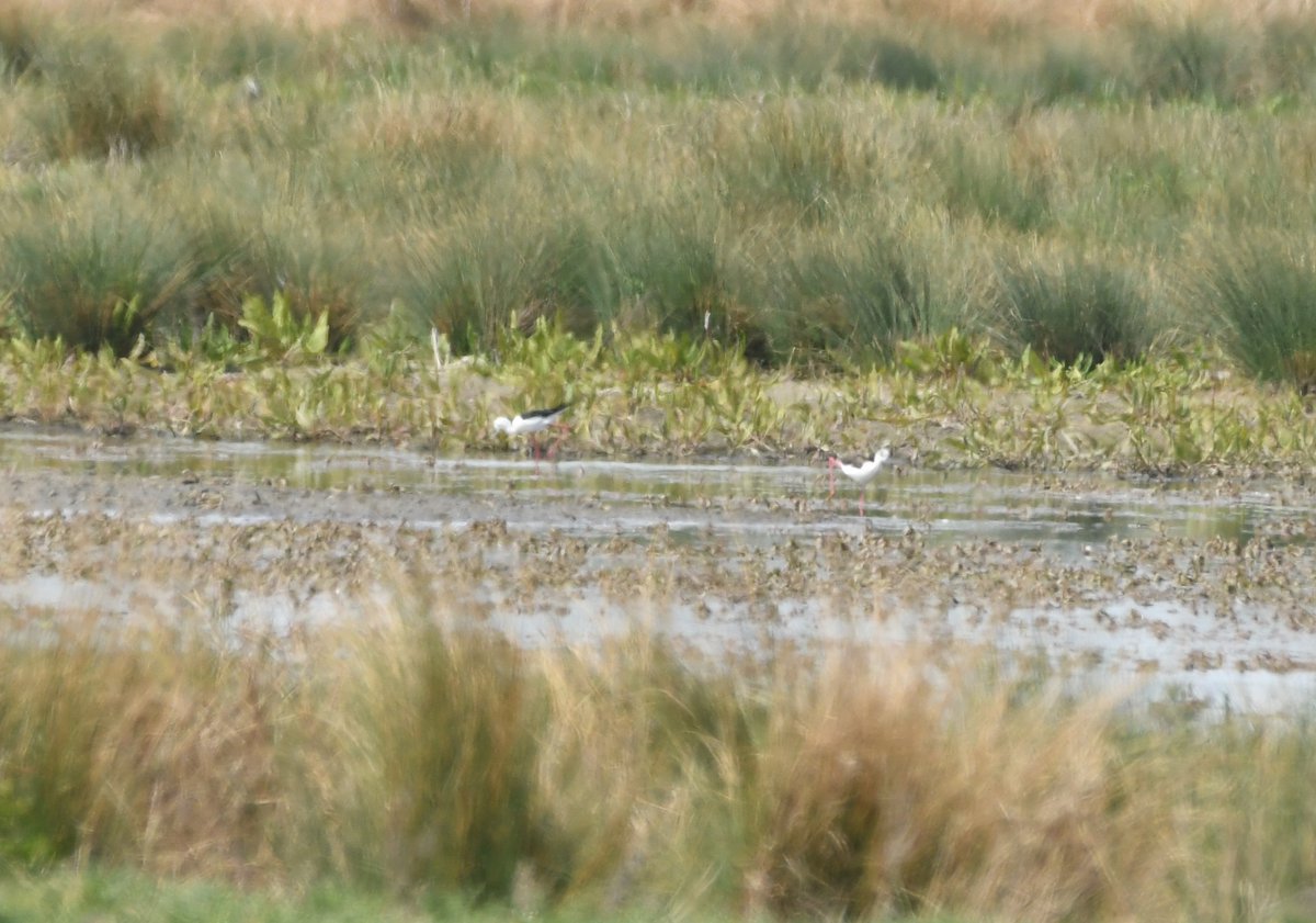 Baldbirder1's tweet image. A few waders last weekend with Wood Sandpipers seemingly knee-deep across the country (these part of 4 at Oare) and Black-winged Stilts (these at Rainham Marshes) raising hope of future stiltlets if they settle somewhere... Fingers crossed. @RareBirdAlertUK @_BTO @ukrbbp #birding