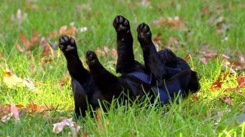 horse dentist tweet media