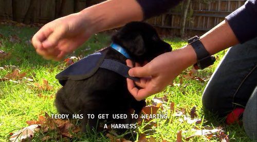 horse dentist tweet media