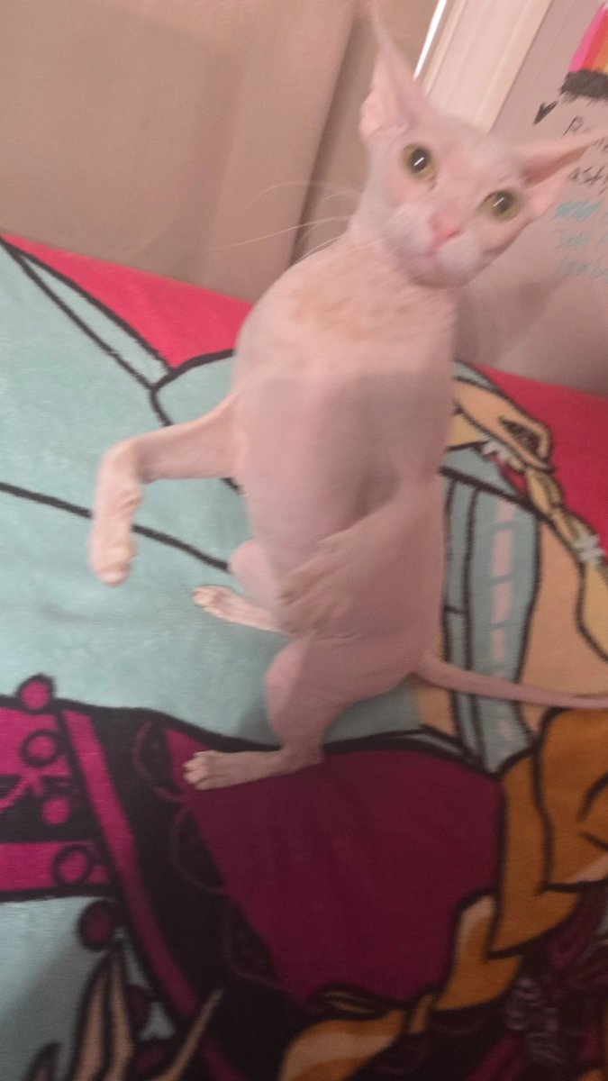 alice :3 tweet media