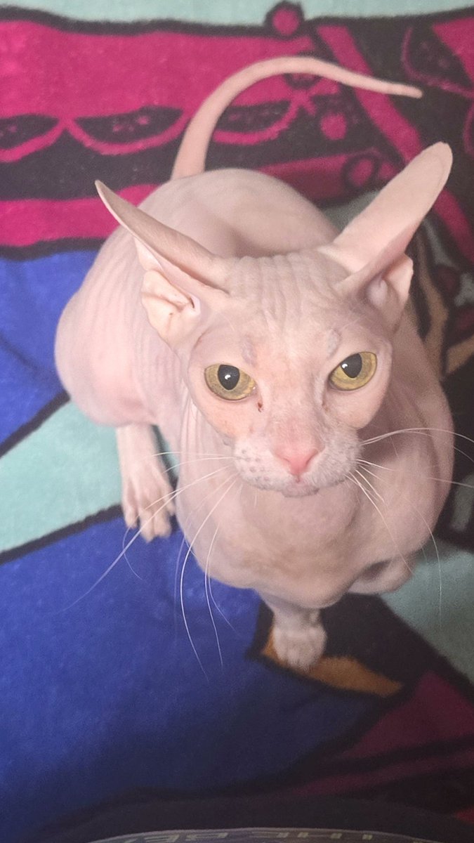 alice :3 tweet media