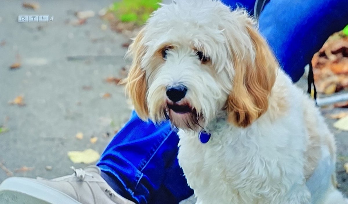 JoyceDFoto's tweet image. De hond van #Nick na een dagje met #Joyce 🤣 ✂️#mafs #mafsnl #marriedatfirstsight