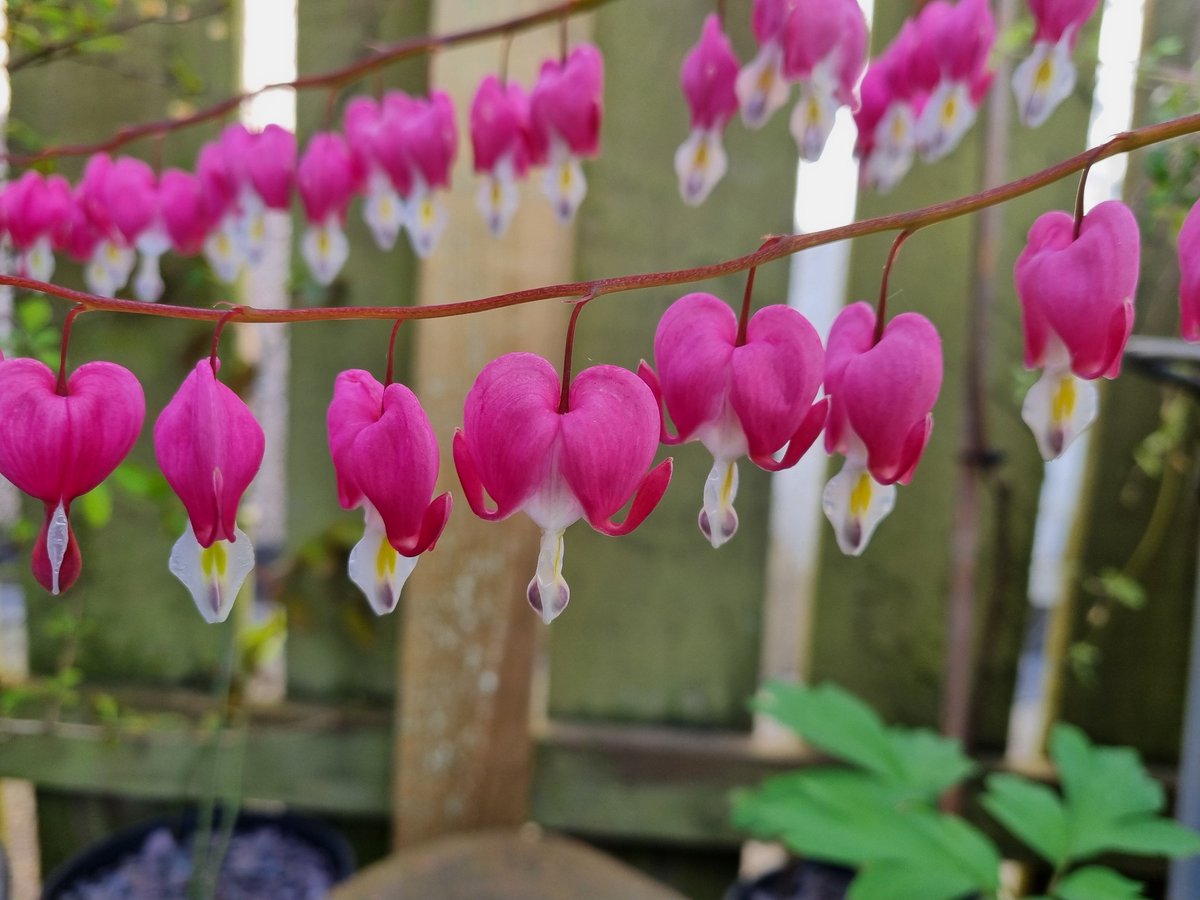 Daphne_Meadows_'s tweet photo. It was Dicentra, it's now Lamprocapnos - I can't keep up so I'll just stick with the common name - Bleeding Heart 🩷
#Gardening #FlowerHunting https://t.co/2cdKZi52ir